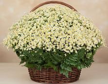 Цветочная композиция из Ромашки в корзине #REPLACE_PRED# Городище Волгоградской области